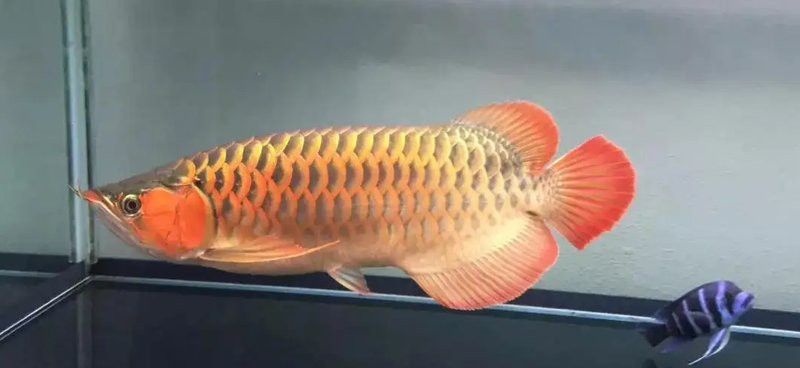 如何判斷龍魚是否抑郁？ 如何判斷龍魚是否抑郁？ 龍魚百科 第2張
