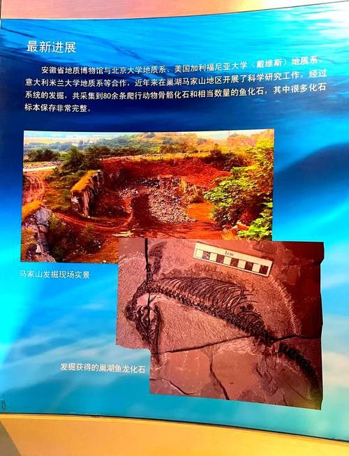巢湖龍魚化石圖片高清大全