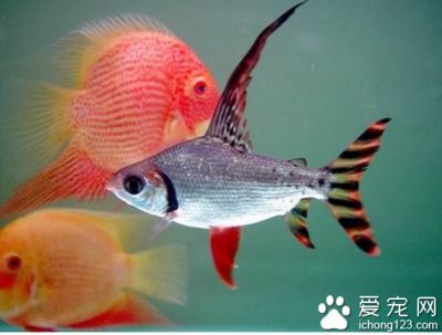家庭不建議養龍魚怎么辦（2023-07]07]09]09]09]09]09]09]）