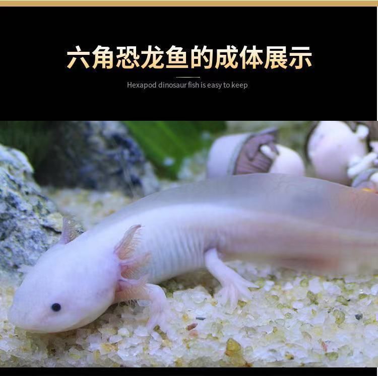 六角恐龍魚是淡水魚嗎：六角恐龍魚的飼養技巧