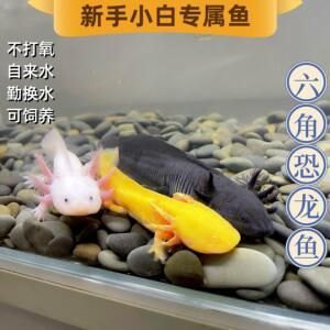 六角恐龍魚是淡水魚嗎：六角恐龍魚的飼養技巧