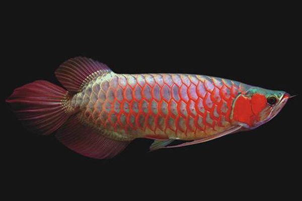 綠皮紅龍魚怎么養綠色好看（如何飼養綠皮紅龍魚）