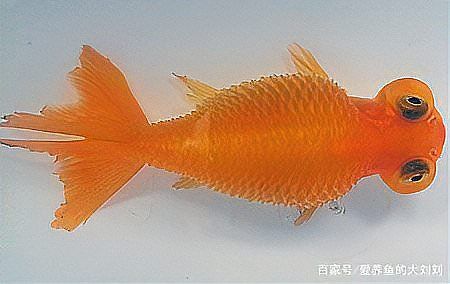 金魚肚子大炸鱗是怎么治療