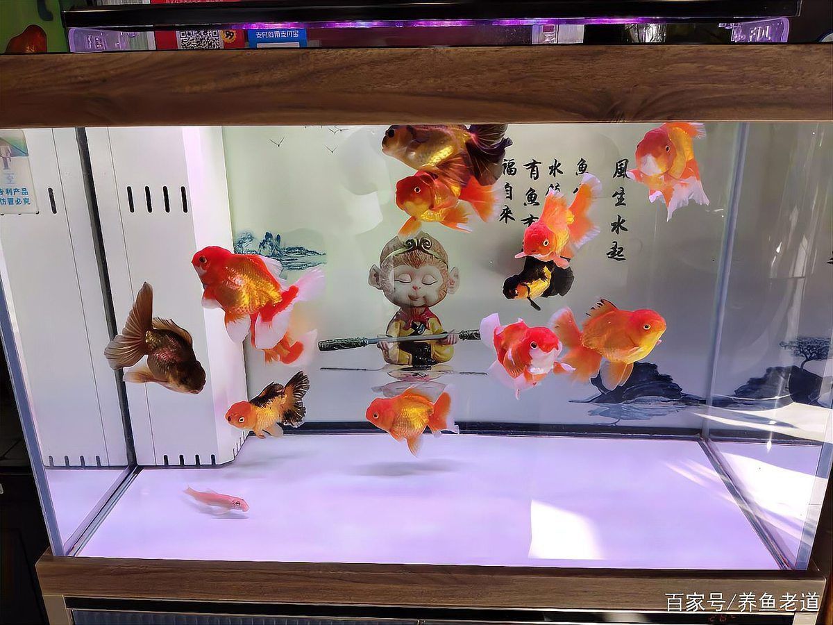 金魚肚子大炸鱗是怎么治療