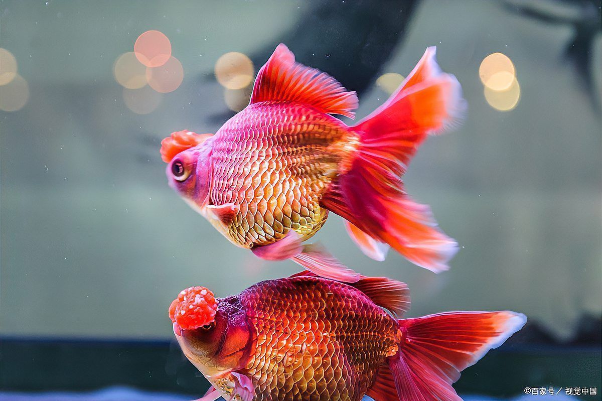 金魚肚子大炸鱗是怎么治療