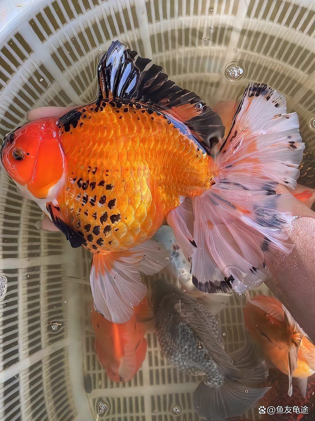 金魚肚子大炸鱗是怎么治療