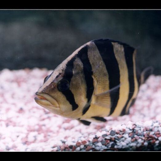 金老虎三間魚 金老虎三間魚 龍魚百科 第3張