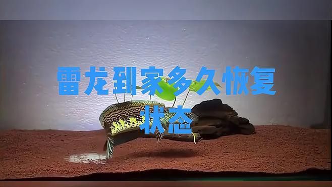 如何判斷雷龍魚是否完全恢復？