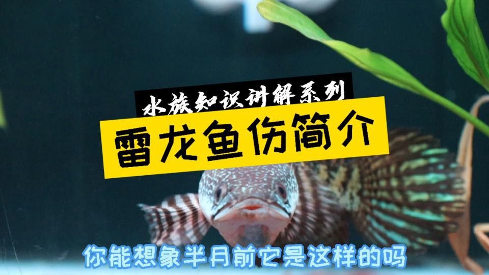如何判斷雷龍魚(yú)是否完全恢復(fù)？