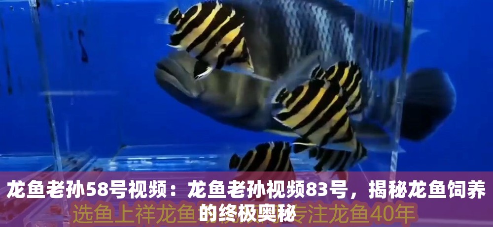 龍魚老孫58號視頻：龍魚老孫視頻83號，揭秘龍魚飼養的終極奧秘