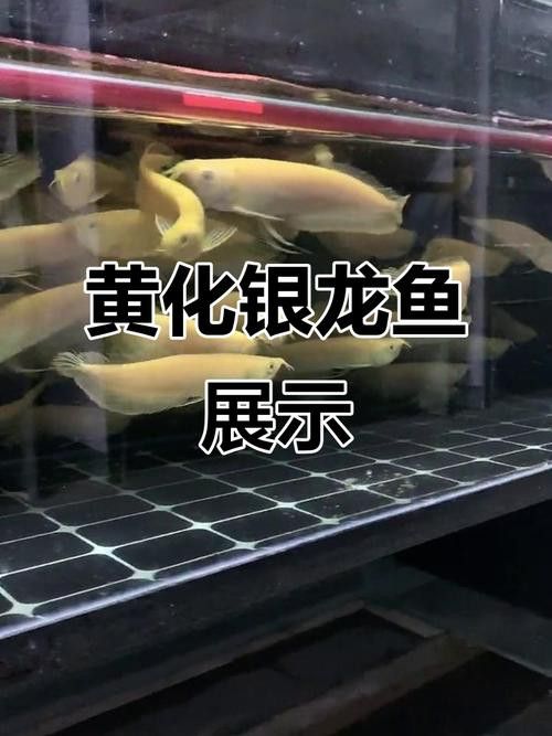 金色銀龍魚價格多少錢一只啊