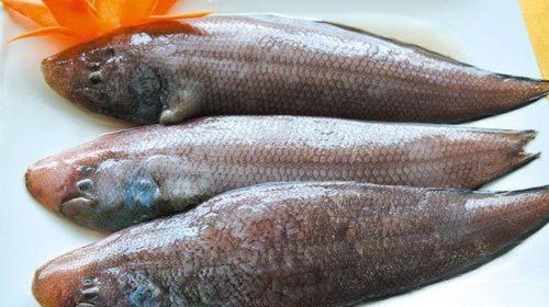 龍利魚有哪些營養價值 龍利魚有哪些營養價值 龍魚百科 第1張