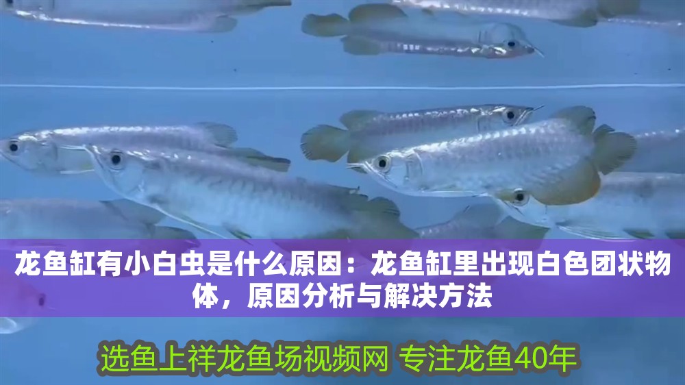 龍魚缸有小白蟲是什么原因：龍魚缸里出現白色團狀物體，原因分析與解決方法