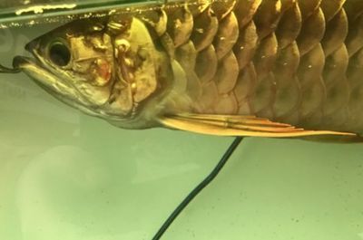 金龍魚(yú)魚(yú)鱗變黑【金龍魚(yú)魚(yú)鱗變黑可能由多種因素引起金龍魚(yú)魚(yú)鱗變黑的因素】 金龍魚(yú)魚(yú)鱗變黑【金龍魚(yú)魚(yú)鱗變黑可能由多種因素引起金龍魚(yú)魚(yú)鱗變黑的因素】 龍魚(yú)百科 第4張