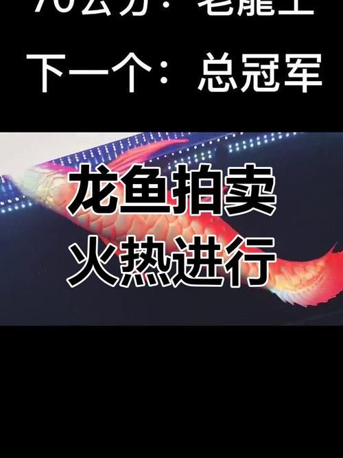 金龍魚拍賣紀(jì)錄