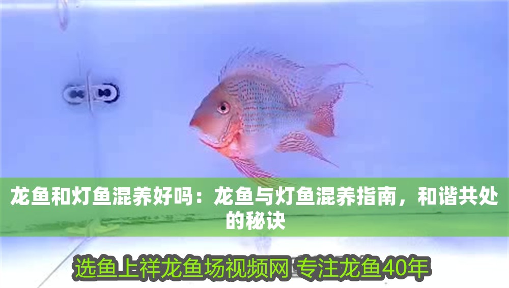 龍魚和燈魚混養好嗎：龍魚與燈魚混養指南，和諧共處的秘訣