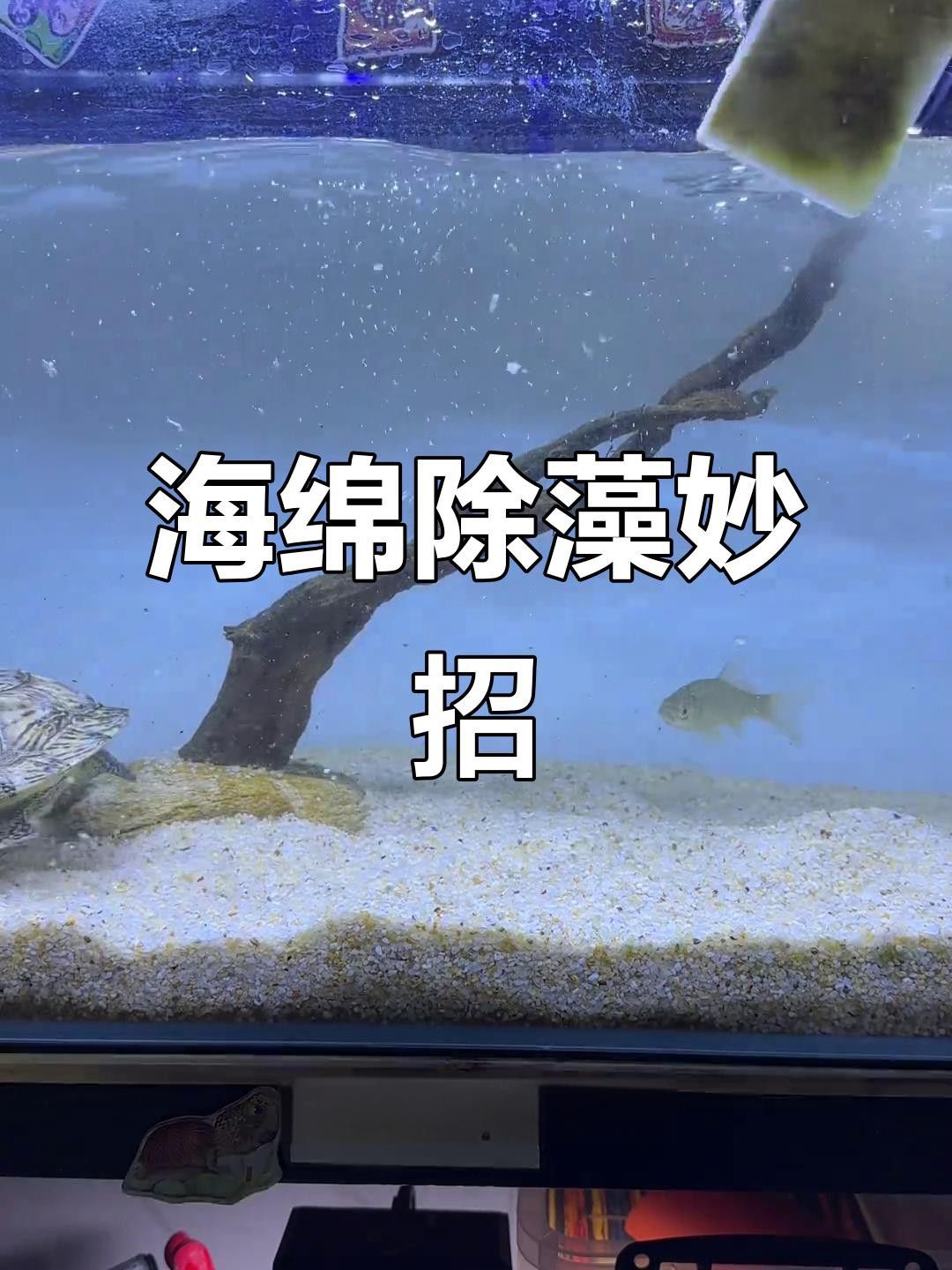 如何安全地給龍龜清潔？ 如何安全地給龍龜清潔？ 龍魚百科 第4張