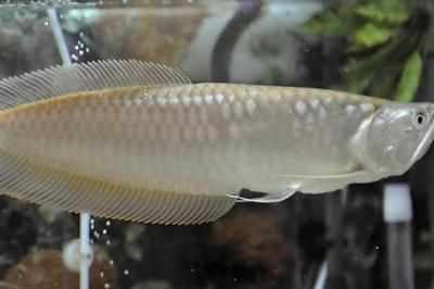 銀龍魚背部發黑怎么回事（銀龍魚背部發黑可能由多種因素引起，）