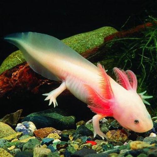 白色龍魚價格多少錢一條圖片 白色龍魚價格多少錢一條圖片 龍魚百科 第2張