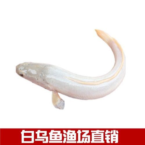 白色龍魚價格多少錢一條圖片 白色龍魚價格多少錢一條圖片 龍魚百科 第3張