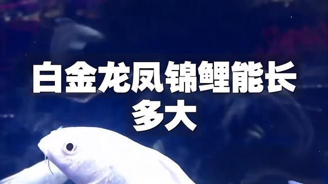 白色龍魚價格多少錢一條圖片 白色龍魚價格多少錢一條圖片 龍魚百科 第5張