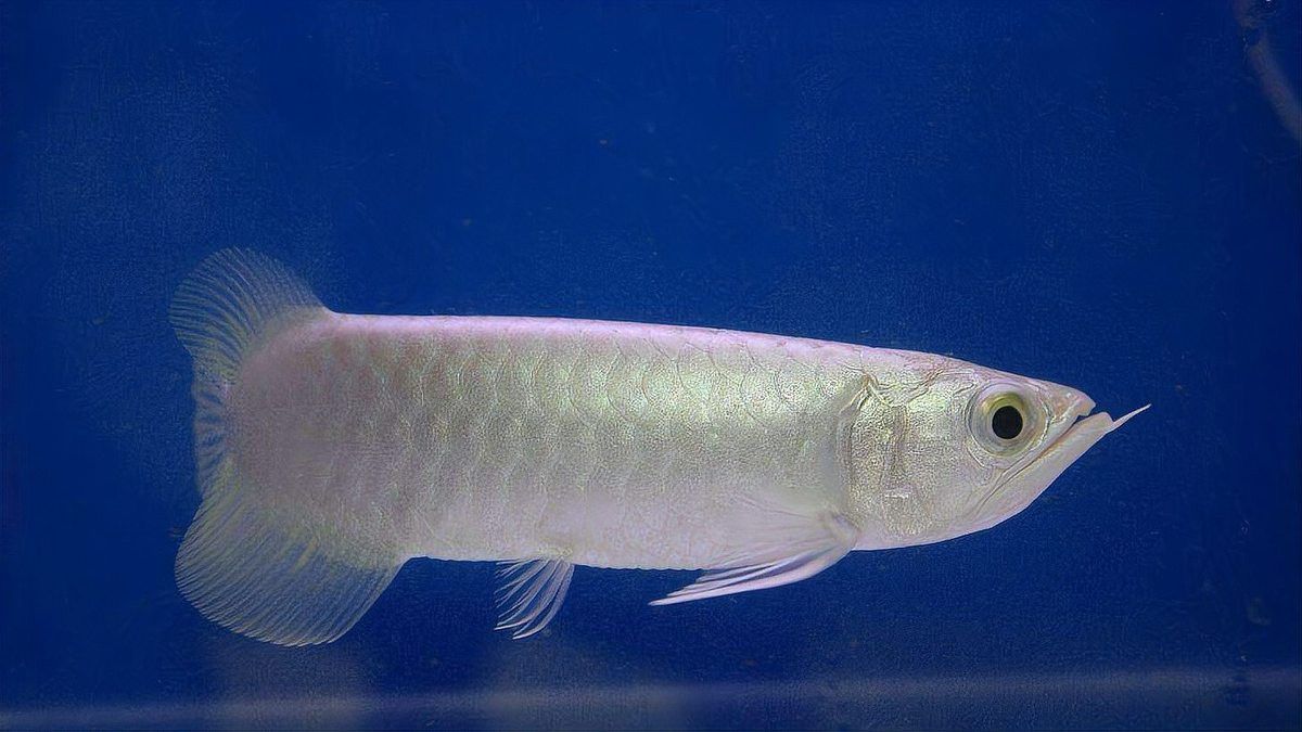 白色龍魚價格多少錢一條圖片 白色龍魚價格多少錢一條圖片 龍魚百科 第15張