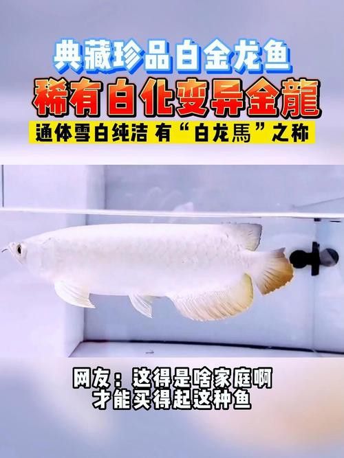 白色龍魚價格多少錢一條圖片 白色龍魚價格多少錢一條圖片 龍魚百科 第16張