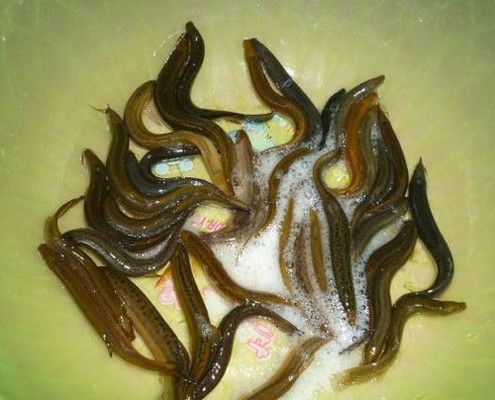 龍魚的藥用功效和作用是什么：喂龍魚泥鰍怎么處理