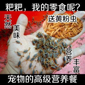 龍魚只吃蟲子不吃魚蝦的原因：糾正龍魚偏食習(xí)慣需注意以下幾點(diǎn)您可以嘗試糾正龍魚的偏食習(xí)慣