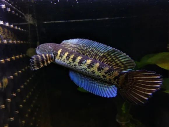 雷龍魚(yú)發(fā)色跟什么有關(guān)