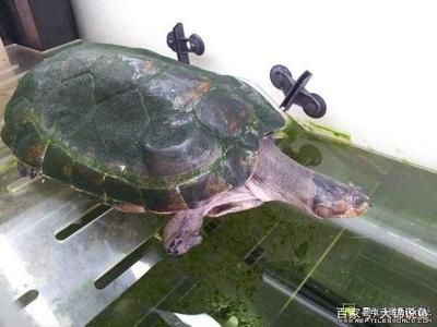 黃頭龜跟龍魚可以混養嗎：黃頭龜和龍魚可以混養嗎 黃頭龜跟龍魚可以混養嗎：黃頭龜和龍魚可以混養嗎 龍魚百科 第1張