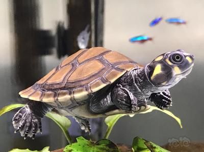 黃頭龜跟龍魚可以混養嗎：黃頭龜和龍魚可以混養嗎 黃頭龜跟龍魚可以混養嗎：黃頭龜和龍魚可以混養嗎 龍魚百科 第2張