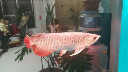 龍魚尺寸與魚齡的關(guān)系：龍魚的尺寸與魚齡之間存在一定的關(guān)系，龍魚的尺寸與魚齡的關(guān)系