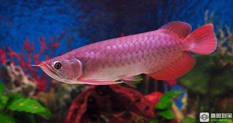 養(yǎng)龍魚養(yǎng)幾條好風水：龍魚缸擺放的風水禁忌