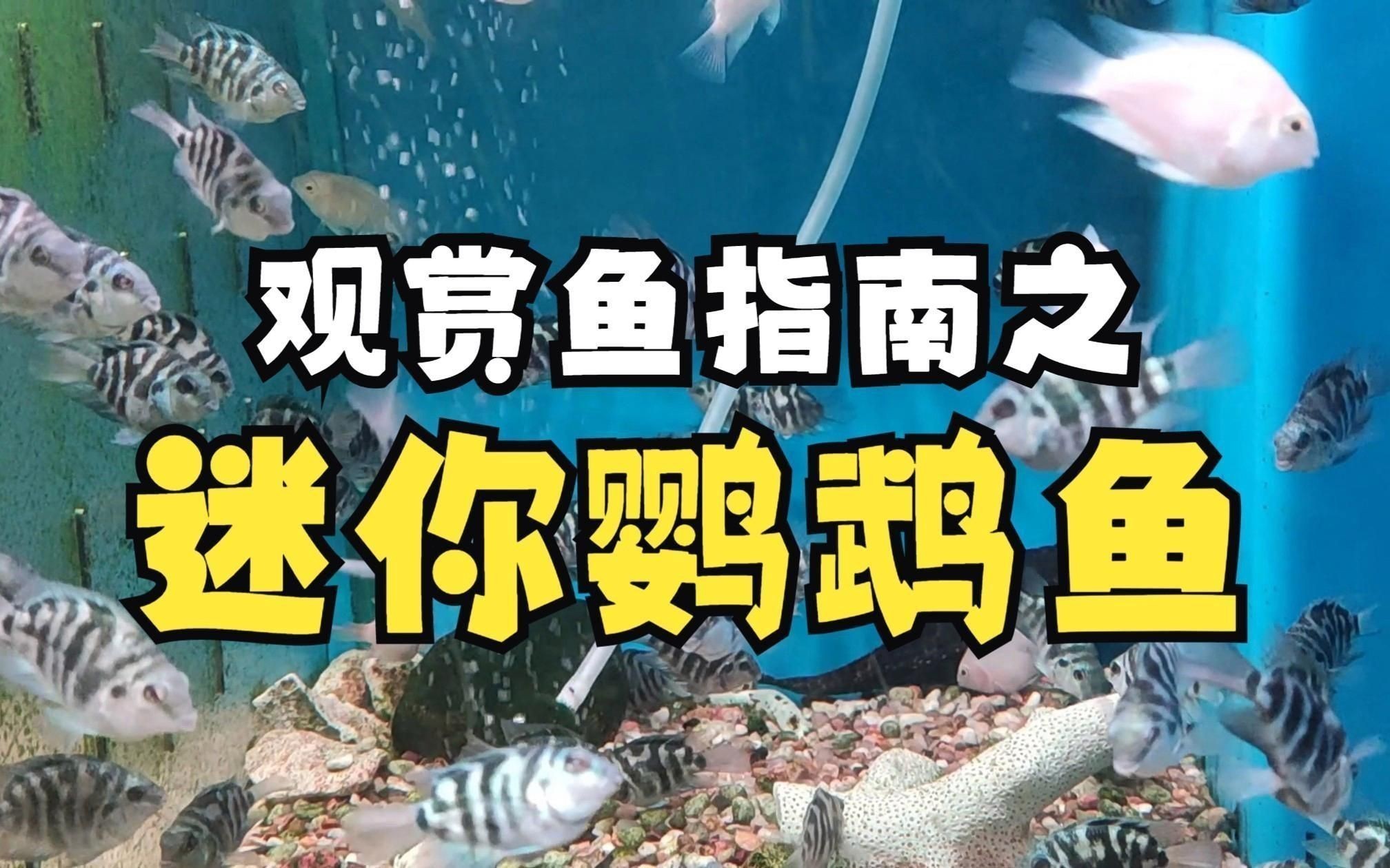 迷你鸚鵡魚