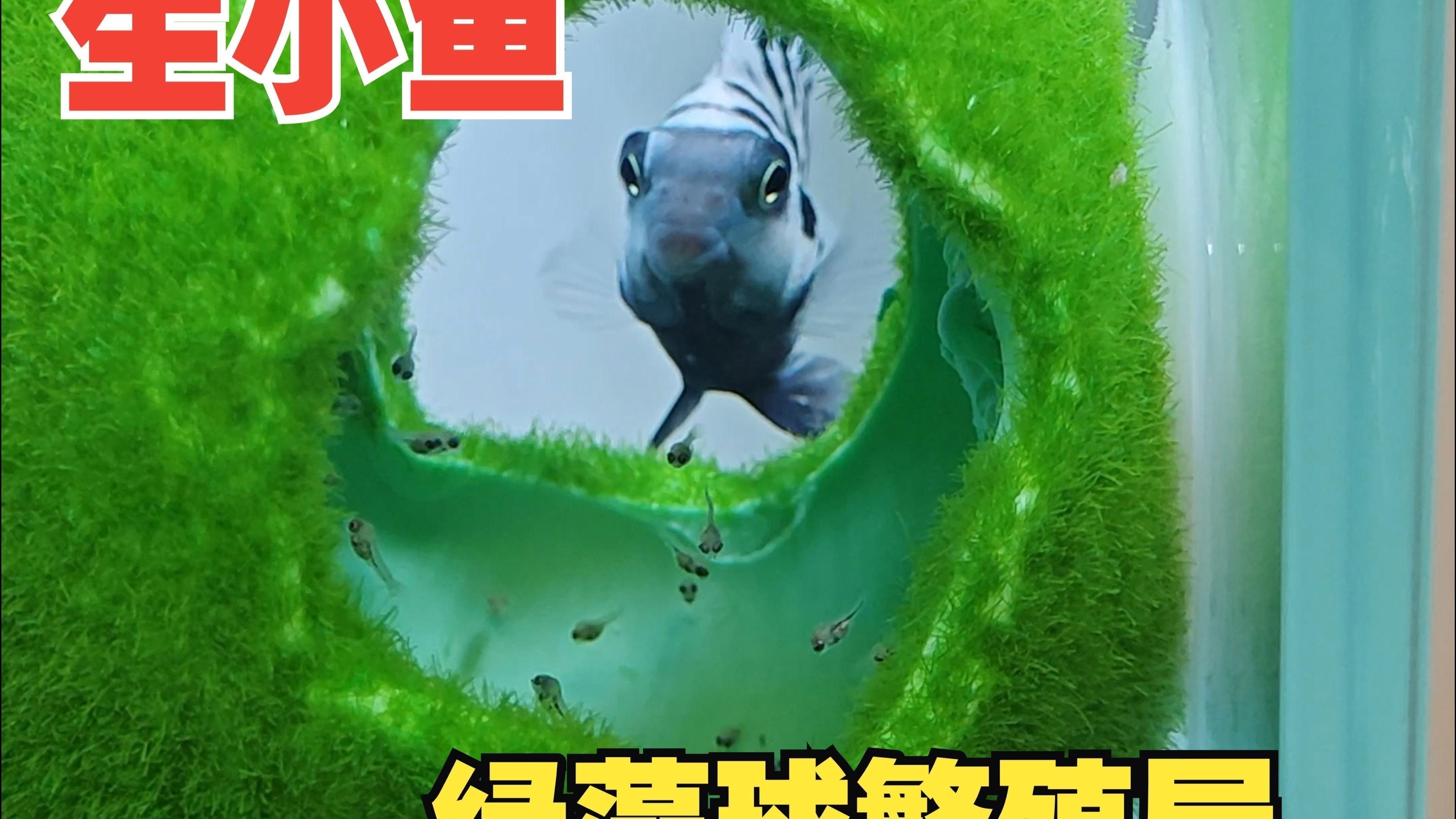 迷你鸚鵡魚