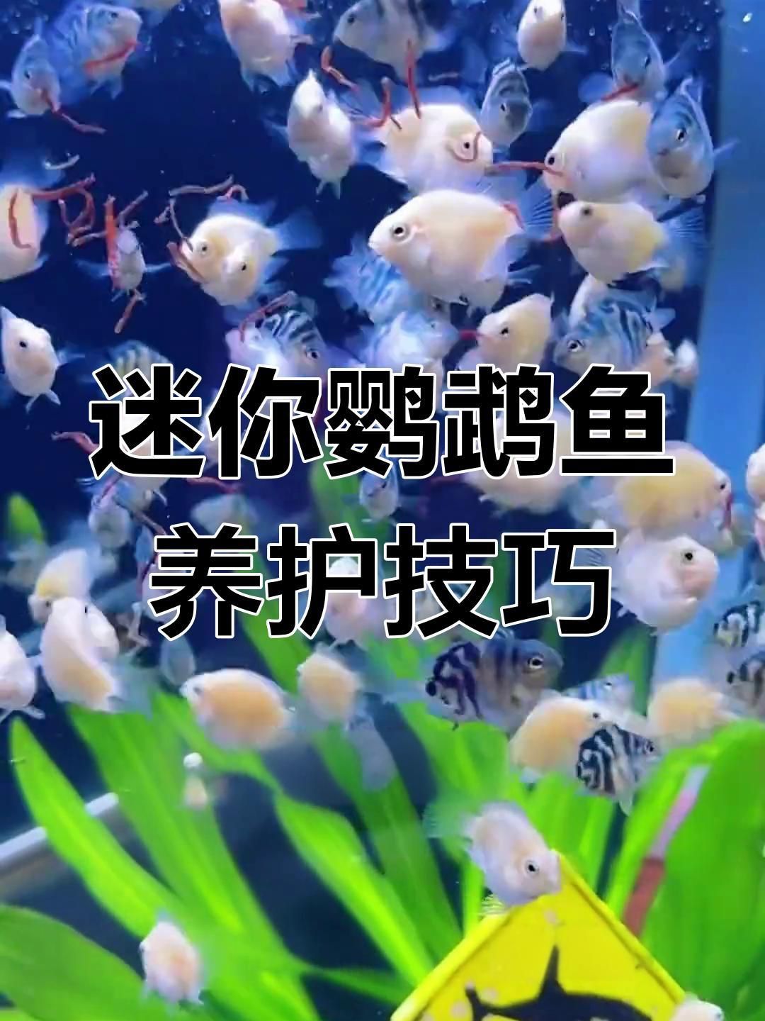 迷你鸚鵡魚