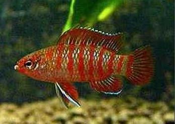 火焰變色龍魚(yú)吃什么飼料長(zhǎng)得快些