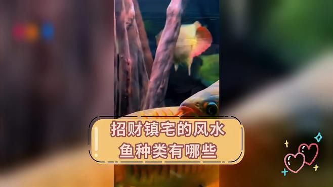 如何選擇適合的風水魚品種？