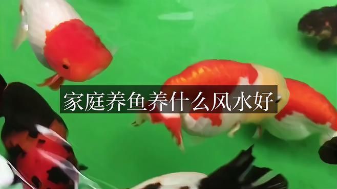如何選擇適合的風水魚品種？