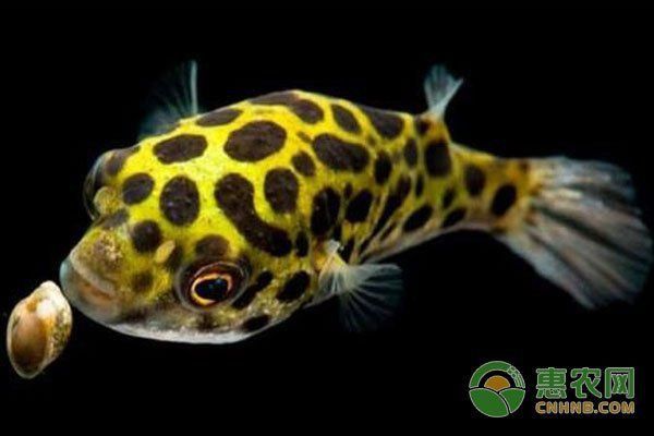 金錢狗頭魚百科