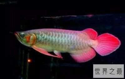 龍魚別名最簡單解釋，龍魚別名的簡單介紹