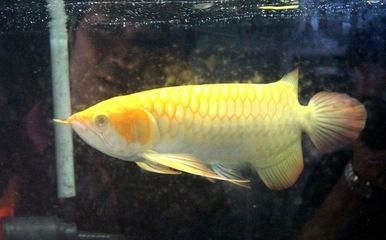 龍魚別名最簡單解釋，龍魚別名的簡單介紹