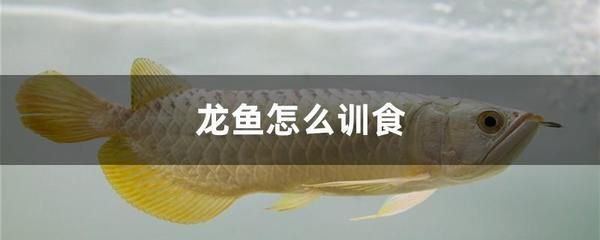 龍魚訓(xùn)食飼料的方法和技巧：如何判斷龍魚是否適應(yīng)飼料