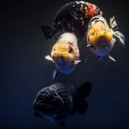 雷龍魚得腸炎的表現