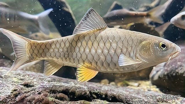 雷龍魚得腸炎的表現