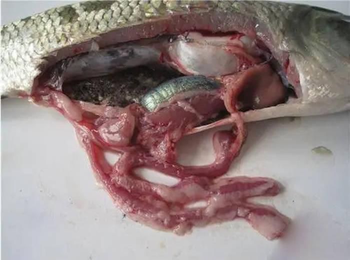 雷龍魚得腸炎的表現