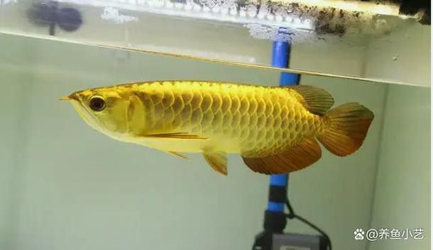 金龍銀龍魚圖片高清