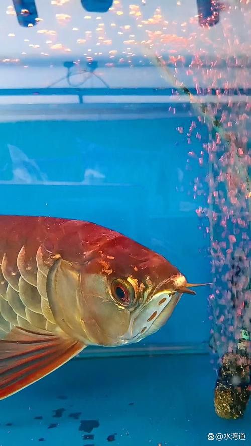 金龍銀龍魚圖片高清