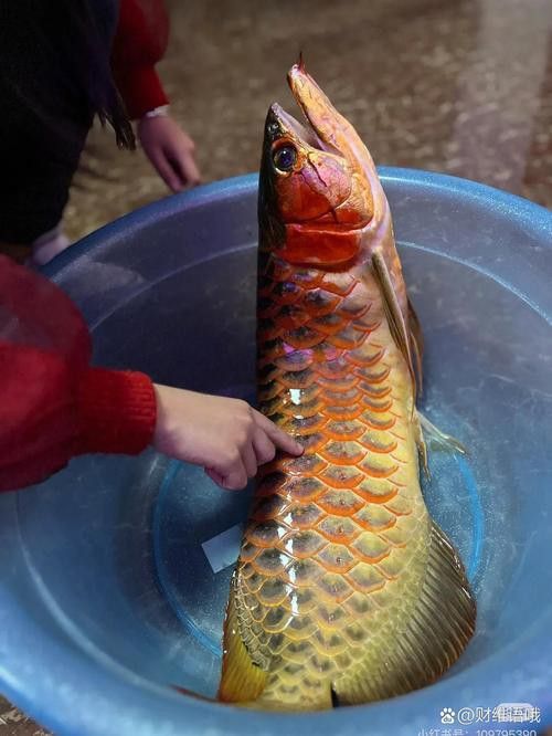 金龍銀龍魚圖片高清